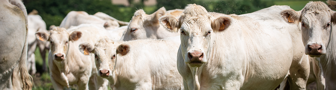 Plusieurs cas de charbon bactéridien dans le Cantal : qu’est-ce que la « fièvre charbonneuse » et quels sont les risques pour la santé publique ?